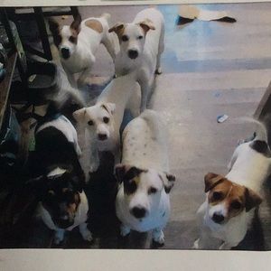 WARNING!!!!!!!!!!!!!  DOG ALERT!!!!!!!!!!!!!